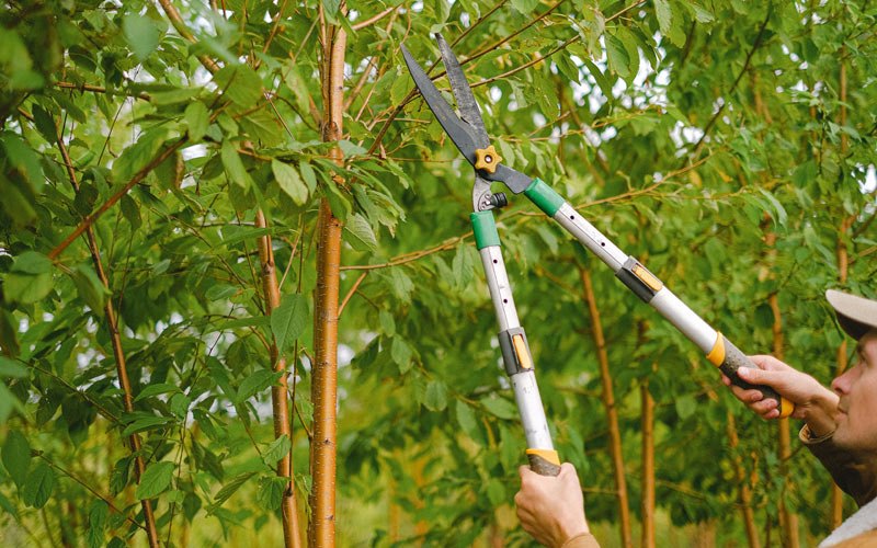 Tree trimming in Braidwood, IL