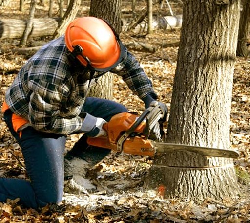 Tree Removal in Braidwood, IL